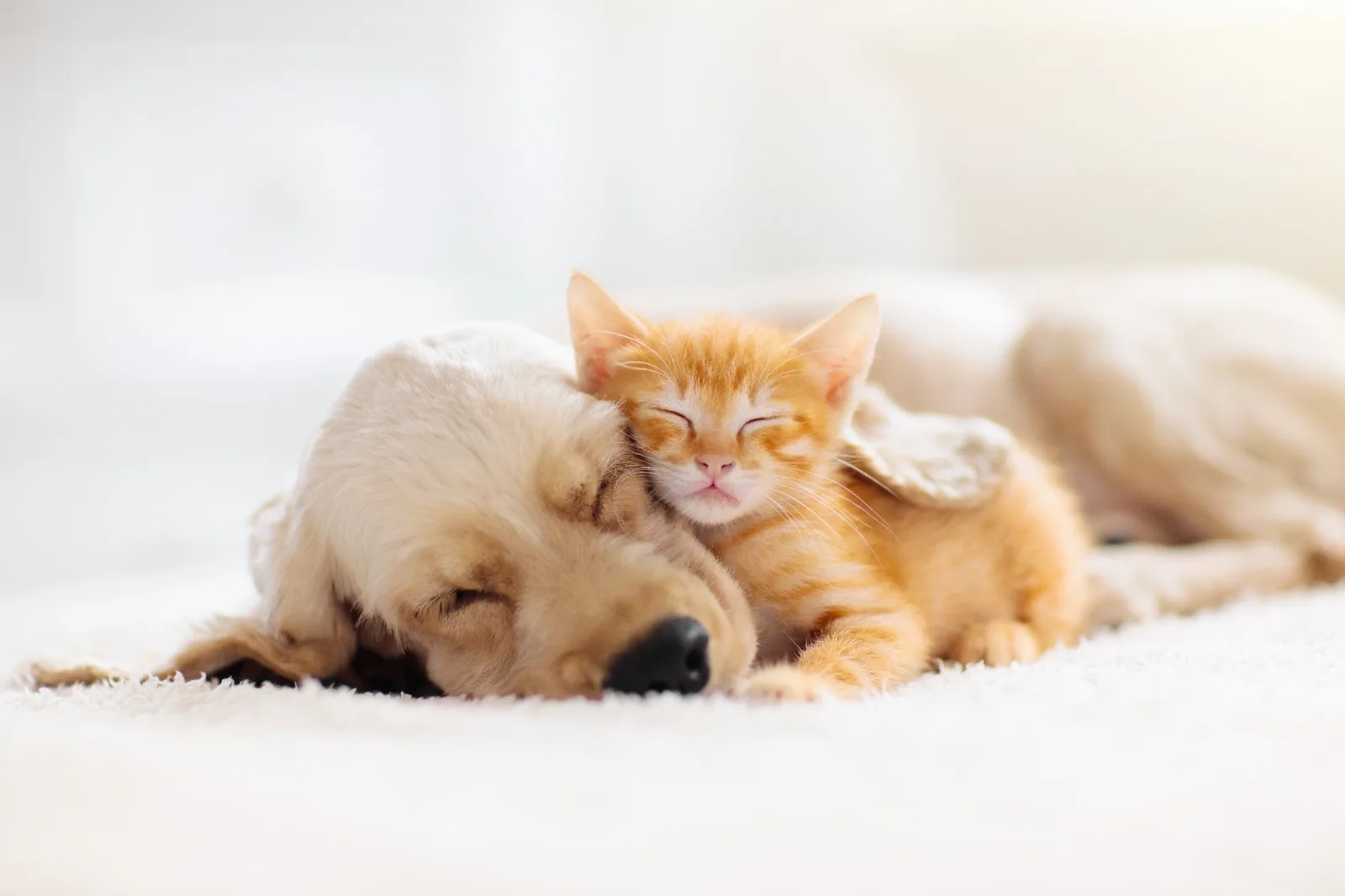 Ein Hund und eine Katze ruhen gemeinsam in einem hellen Wohnraum.